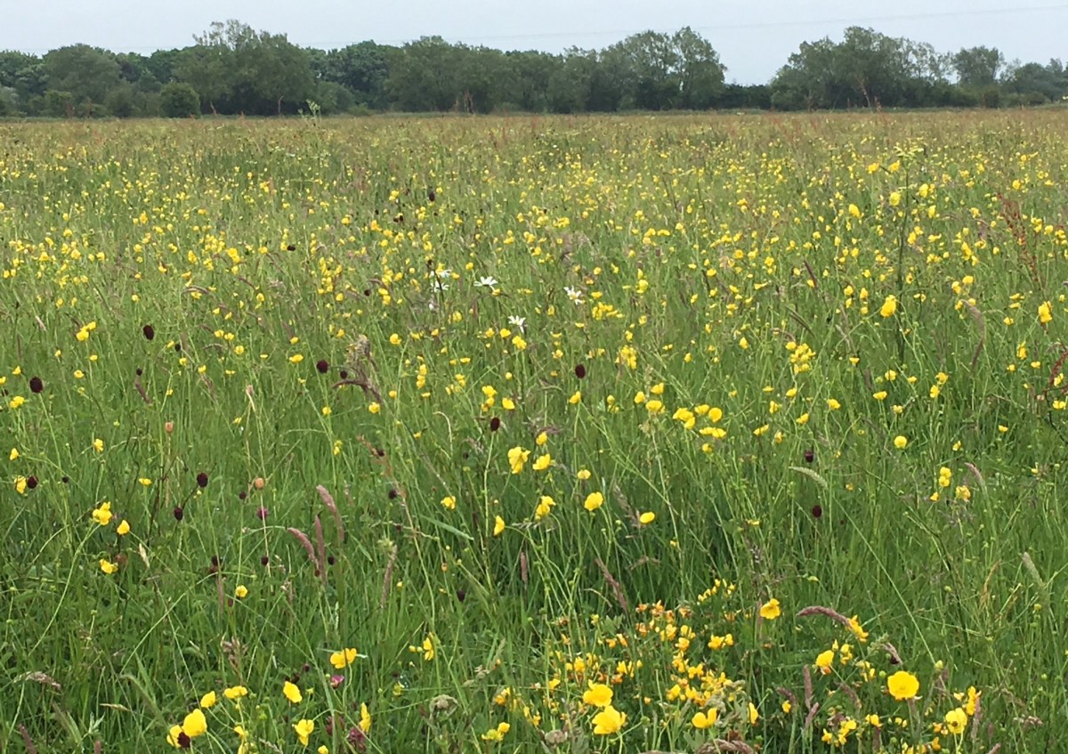 Day 3: Broad Blunsdon to Somerford&nbsp;Keynes